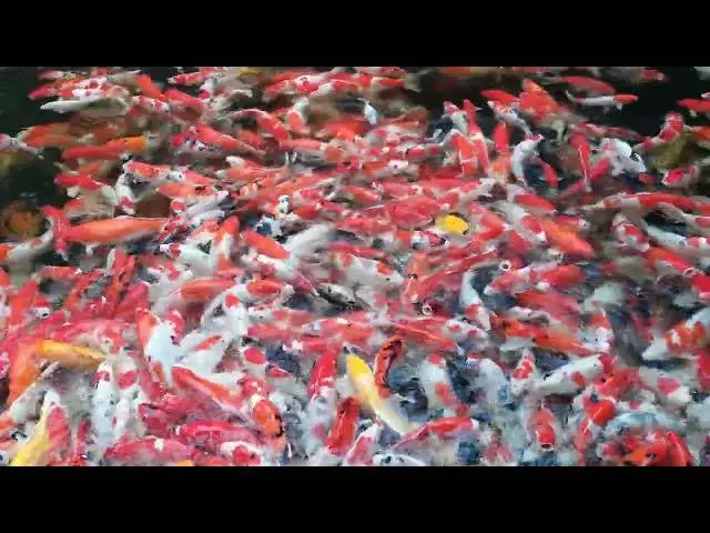 Video thumbnail for Koi Fish: Living Symbols of Japanese Culture