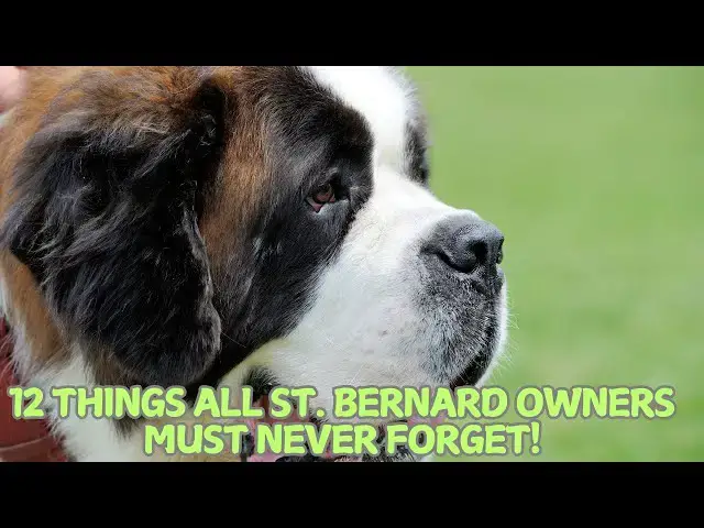 Video thumbnail for 12 Things All St. Bernard Owners Must Never Forget! 🐕❄️