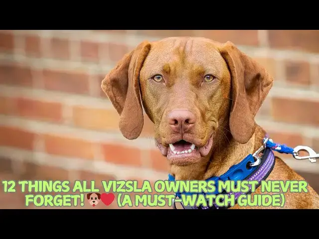 Video thumbnail for 12 Things All Vizsla Owners Must Never Forget! 🐶❤️ (A Must-Watch Guide)