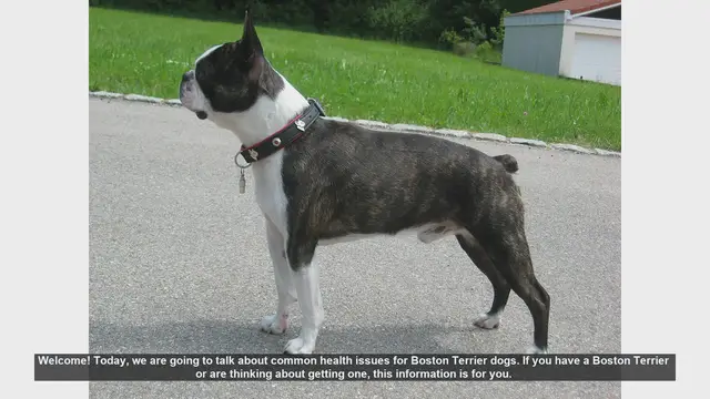 Video thumbnail for Common Health Issues in Boston Terriers: What Every Owner Should Know