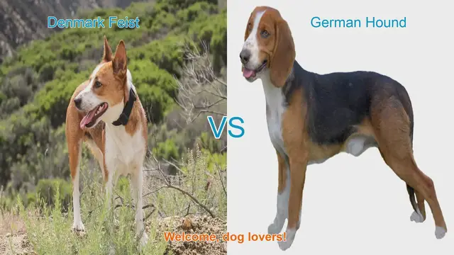 Video thumbnail for Denmark Feist vs. German Hound: A Comprehensive Comparison
