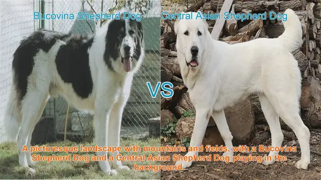 Video thumbnail for Bucovina Shepherd Dog vs. Central Asian Shepherd Dog: A Comparative Guide