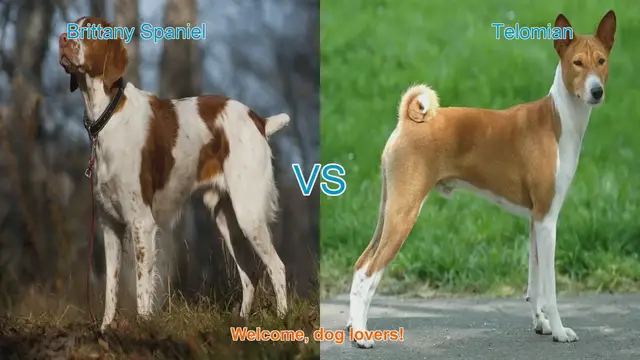 Video thumbnail for Brittany Spaniel vs. Telomian: A Comprehensive Breed Comparison