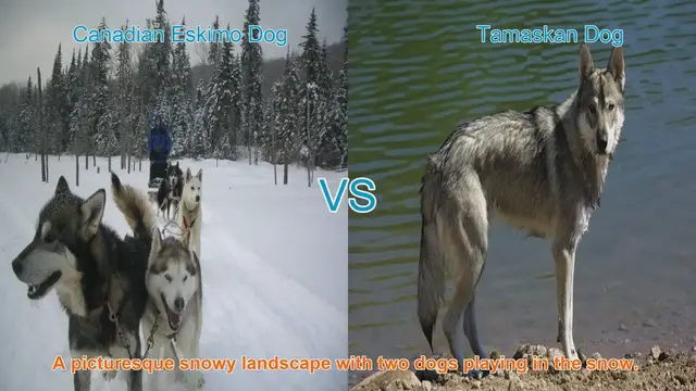 Video thumbnail for Exploring the Canadian Eskimo Dog and Tamaskan Dog: Origins, Traits, and Temperaments