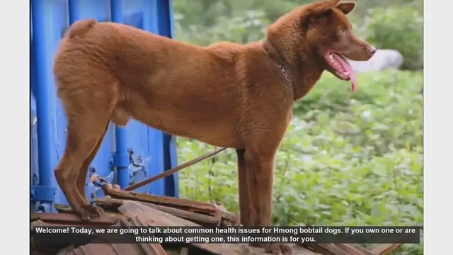 Video thumbnail for Common Health Issues in Hmong Bobtail Dogs: What You Need to Know