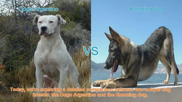 Video thumbnail for Dogo Argentino vs. Kunming Dog: A Comprehensive Breed Comparison