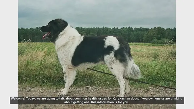 Video thumbnail for Common Health Issues in Karakachan Dogs: What You Need to Know