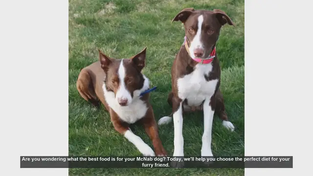Video thumbnail for Best Diet for Your McNab Dog: Essential Tips for a Healthy Life
