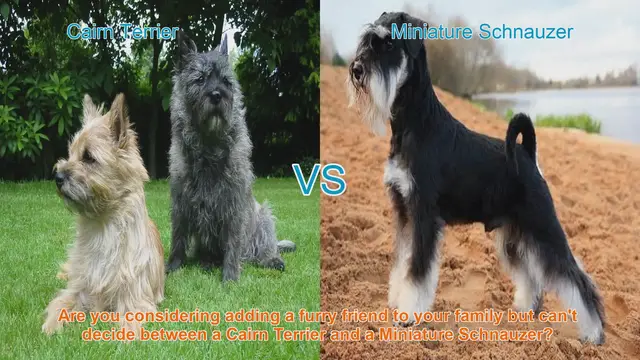 Video thumbnail for Cairn Terrier vs. Miniature Schnauzer: A Comprehensive Comparison
