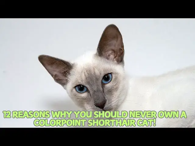 Video thumbnail for 12 Reasons Why You Should Never Own a Colorpoint Shorthair Cat! 😼✨