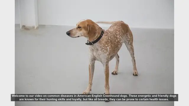 Video thumbnail for Common Health Issues in American English Coonhounds