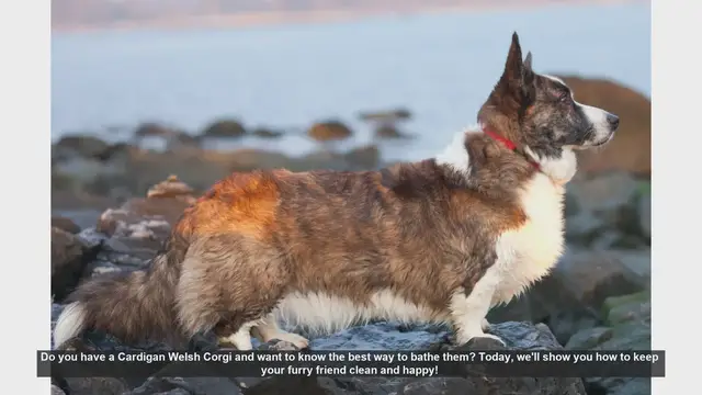Video thumbnail for How to Bathe Your Cardigan Welsh Corgi: Step-by-Step Guide