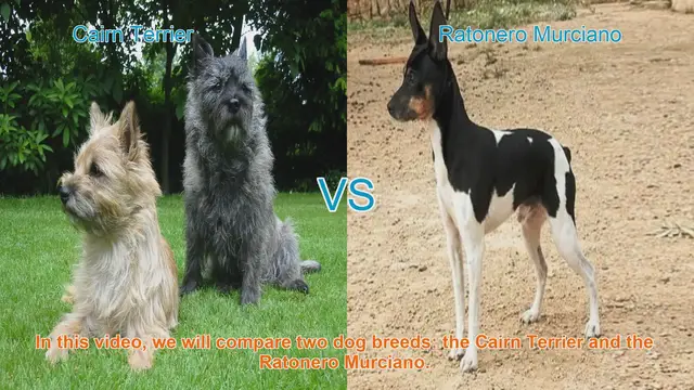 Video thumbnail for Cairn Terrier vs. Ratonero Murciano: A Breed Comparison