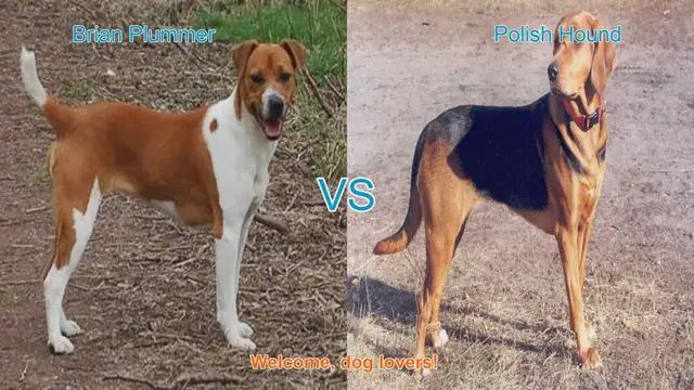 Video thumbnail for Comparing Brian Plummer Terrier and Polish Hound: Origins, Characteristics, and Temperament