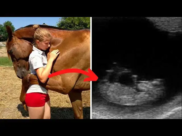 Video thumbnail for Horse Keeps Hugging Pregnant Woman   When Doctor Looks At Ultrasound He Calls The Police