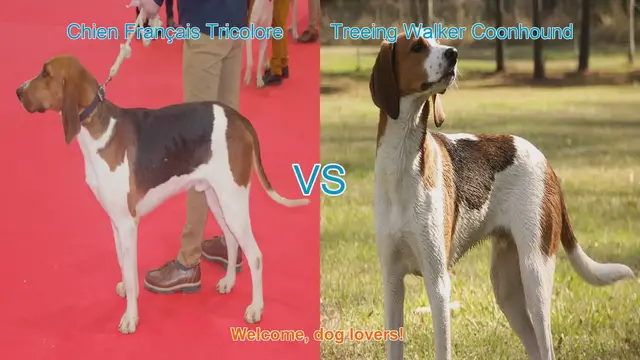 Video thumbnail for Dog Breed Comparison: Chien Français Tricolore vs. Treeing Walker Coonhound