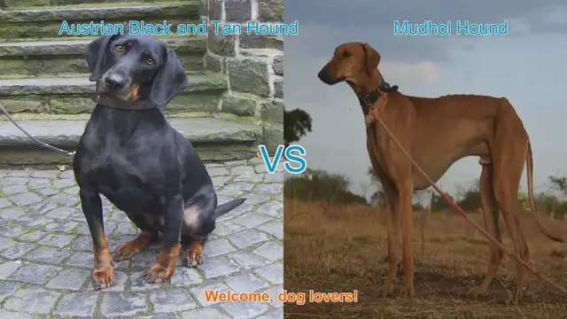 Video thumbnail for Austrian Black and Tan Hound vs. Mudhol Hound: A Breed Comparison