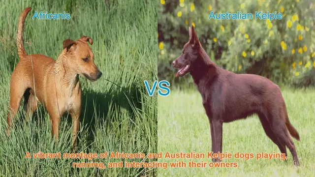 Video thumbnail for Africanis vs. Australian Kelpie: A Comparative Guide