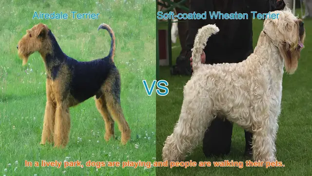 Video thumbnail for Airedale Terrier vs. Soft-coated Wheaten Terrier: Breed Comparison