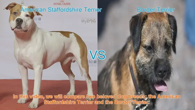 Video thumbnail for American Staffordshire Terrier vs. Border Terrier: A Breed Comparison