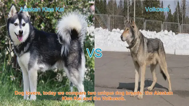 Video thumbnail for Alaskan Klee Kai VS Volkosob