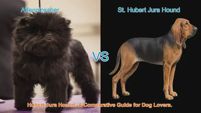 Video thumbnail for Affenpinscher vs. St. Hubert Jura Hound: A Comparative Guide for Dog Lovers