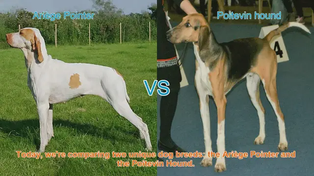 Video thumbnail for Ariège Pointer vs. Poitevin Hound: A Comprehensive Comparison