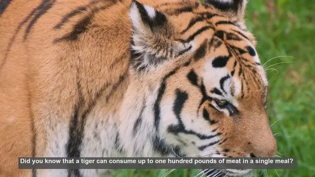 Video thumbnail for 10 Surprising Facts About Tiger Diets