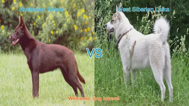 Video thumbnail for Australian Kelpie vs. West Siberian Laika: A Comprehensive Comparison