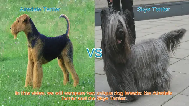 Video thumbnail for Airedale Terrier vs. Skye Terrier: A Comparison of Two Unique Dog Breeds