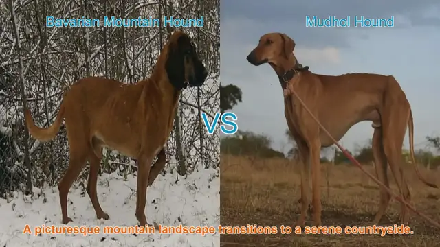 Video thumbnail for Exploring the Bavarian Mountain Hound and Mudhol Hound: A Comparative Guide