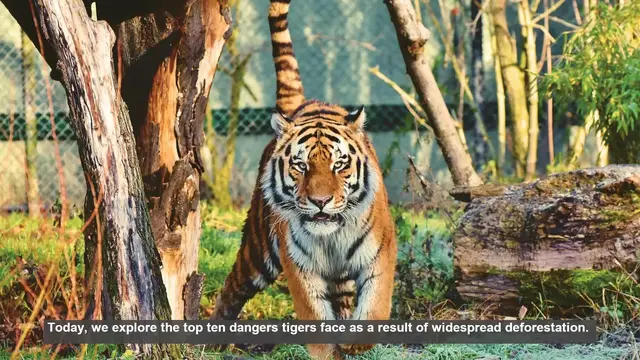 Video thumbnail for 10 Dangers Tigers Face Due to Deforestation