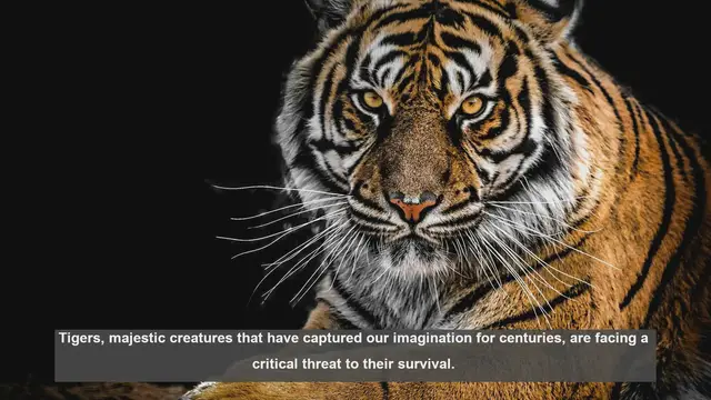 Video thumbnail for 10 Key Flaws in Tiger Conservation Laws