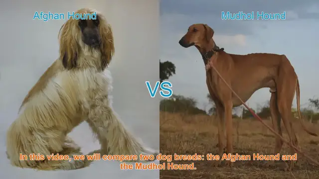 Video thumbnail for Comparing Afghan Hound and Mudhol Hound: A Comprehensive Guide