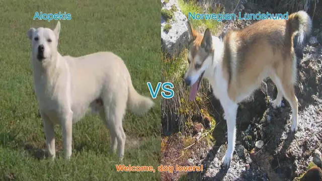 Video thumbnail for Alopekis vs. Norwegian Lundehund: A Comparison of Unique Dog Breeds
