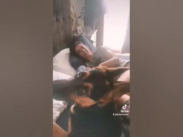 Video thumbnail for #dog #gsdpuppy #gsd #baloocreate #happy #happydog