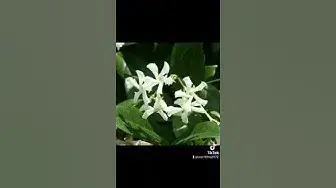 'Video thumbnail for murraya paniculata care guide'