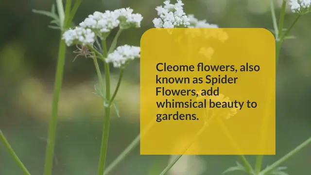 Video thumbnail for How to Grow Cleome Flower