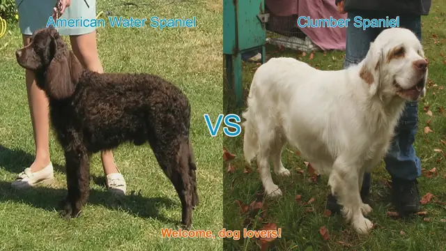 Video thumbnail for American Water Spaniel vs. Clumber Spaniel: A Comparison of Two Unique Breeds