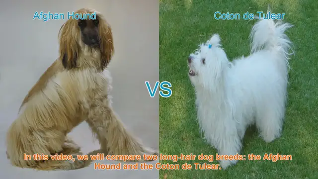 Video thumbnail for Comparing Afghan Hound and Coton de Tulear: A Comprehensive Guide
