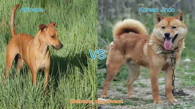 Video thumbnail for Africanis vs. Korean Jindo: A Comparative Guide for Dog Lovers