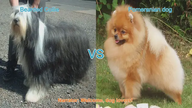 Video thumbnail for Bearded Collie vs. Pomeranian: A Comparison of Charming Long-Haired Dog Breeds