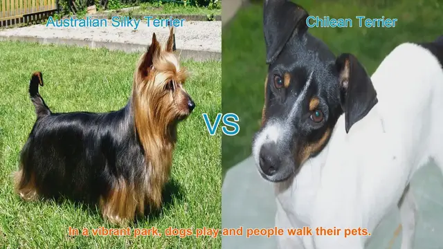 Video thumbnail for Australian Silky Terrier vs. Chilean Terrier: A Comparison of Two Playful Breeds