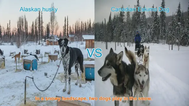 Video thumbnail for Alaskan Husky vs. Canadian Eskimo Dog: A Comparative Guide