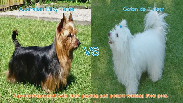 Video thumbnail for Comparing Australian Silky Terrier and Coton de Tulear: A Guide to Long-Haired Dog Breeds