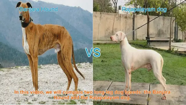 Video thumbnail for Comparing Banjara Hound and Rajapalayam Dog: Unique Traits Unveiled