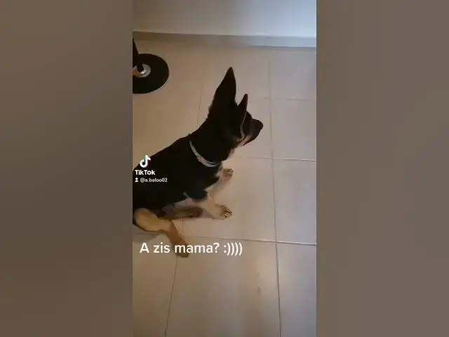 Video thumbnail for #dog #gsdpuppy #gsd #germanshepherd #happydog #happy