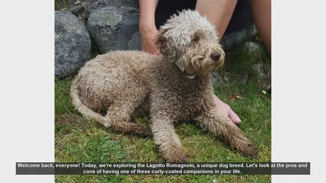 Video thumbnail for Lagotto Romagnolo: Pros and Cons of This Unique Dog Breed