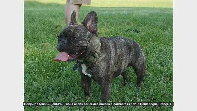 Video thumbnail for Les Maladies Courantes chez le Bouledogue Français: Conseils et Prévention