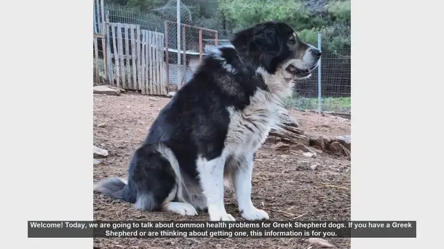 Video thumbnail for Common Health Problems in Greek Shepherd Dogs: What You Need to Know
